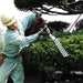 Ars Dkr-0330T-Bk Hedge Clipper-Kiichin - The #1 Place for Japanese Goods in Your Hand!