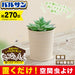 Balsan Indoor Insect Repellent - 270 Days Odorless Use - No Electricity or Fire Needed-Kiichin - The #1 Place for Japanese Goods in Your Hand!