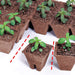 Sakata Seeds Eco Pot Plant Jiffy Strip 8Cm - 6/4Pcs-Kiichin - The #1 Place for Japanese Goods in Your Hand!